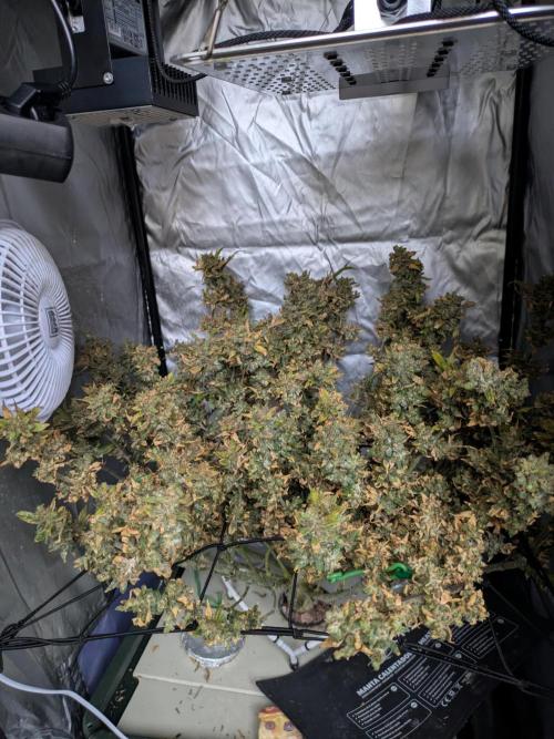 Malawi x PCK Regular. Week 16