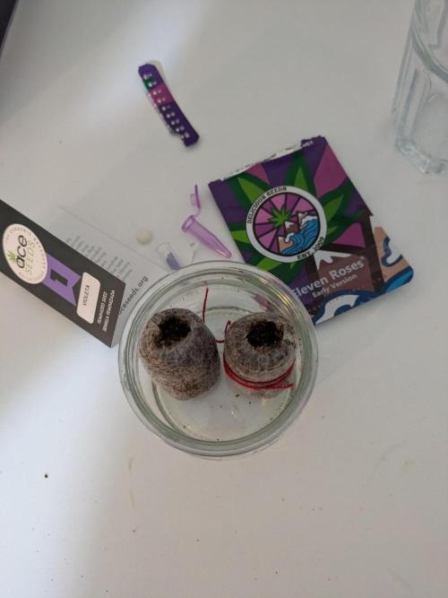 Rose 🌹 and Violet ? compact grow. Week 0