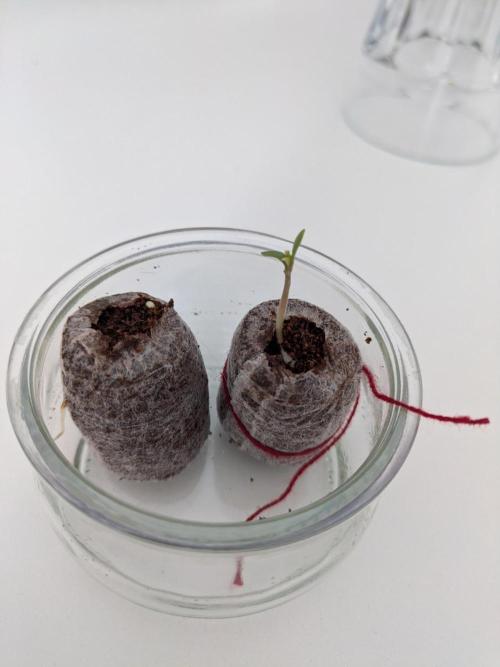 Rose 🌹 and Violet ? compact grow. Week 0