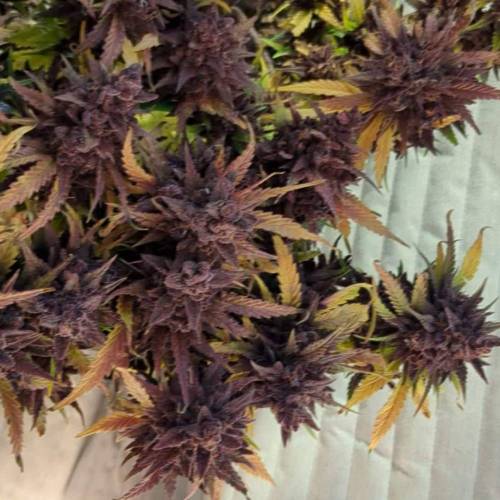 Sweet Seeds Red Strawberry Banana Auto