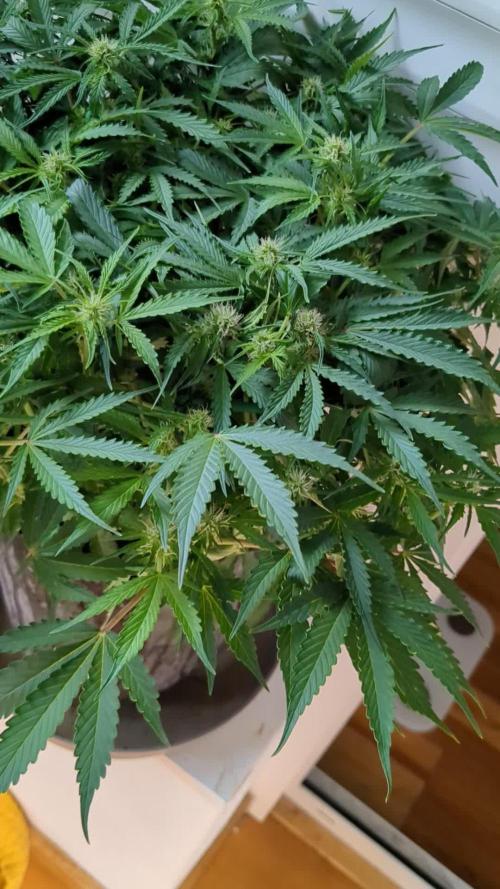 Critical Kush Auto (Barney's Farm) in 🥥