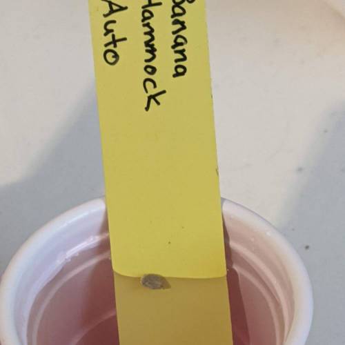 Custom Breeder & Strain ETHOS Banana Hammock Auto grow