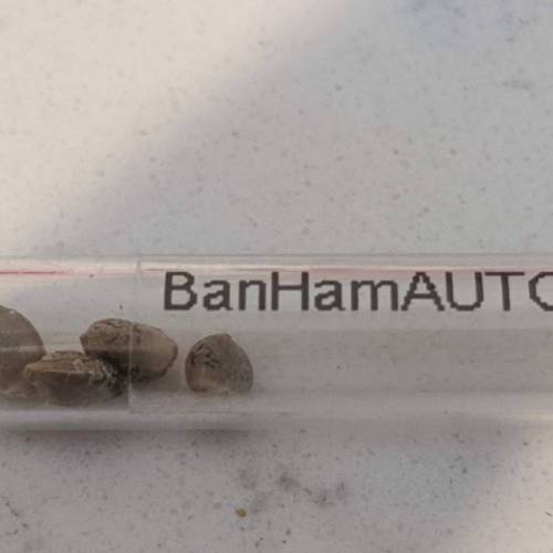 Custom Breeder & Strain ETHOS Banana Hammock Auto grow