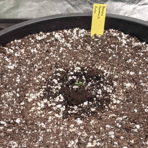 Custom Breeder & Strain ETHOS Banana Hammock Auto grow