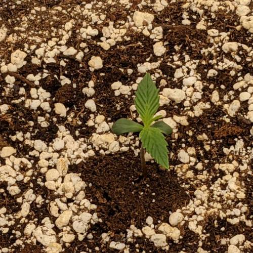 ETHOS - Banana Hammock Auto. Week 1 - Day 4