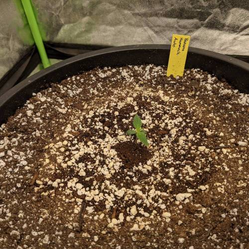 ETHOS - Banana Hammock Auto. Week 1 - Day 4