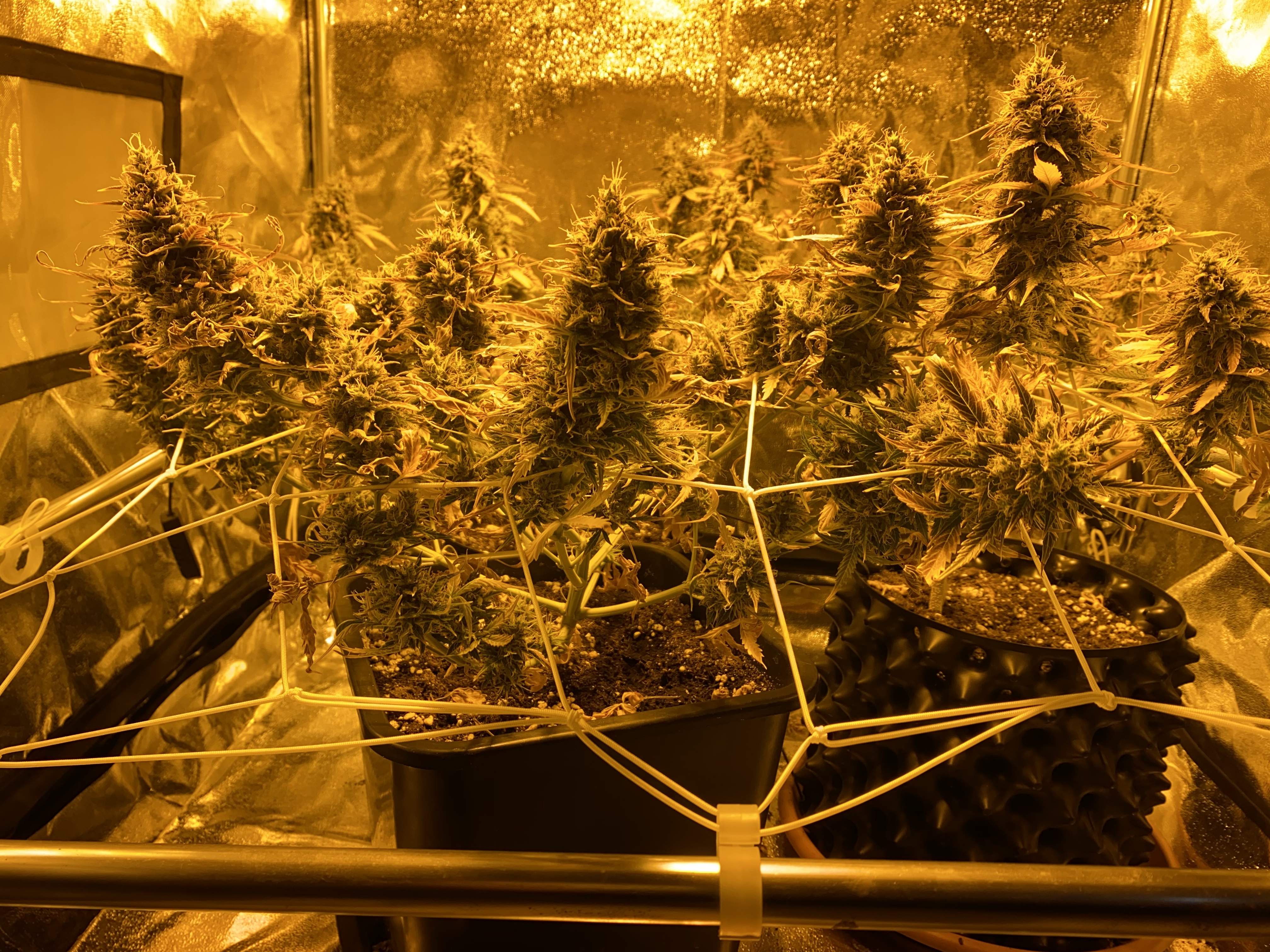 Ministry of Cannabis Autopilot XXL, Ministry of Cannabis Autopilot XXL