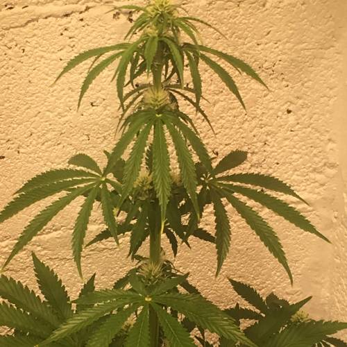 Northern lights . Week 1