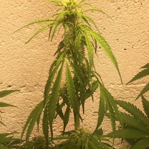 Northern lights . Week 1