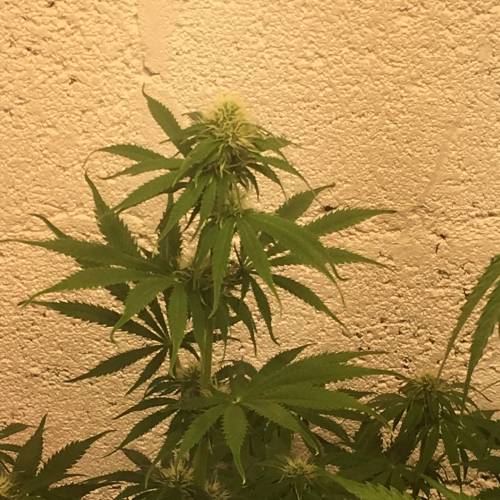 Northern lights . Week 1