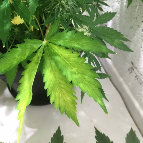 Northern lights . Week 6