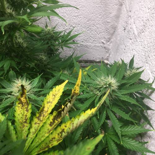 Northern lights . Week 6