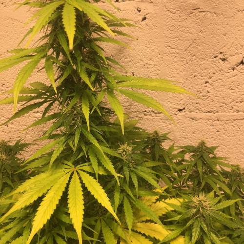 Northern lights . Week 6