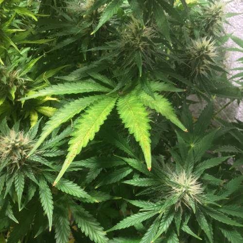 Northern lights . Week 6