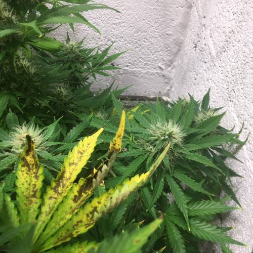 Northern lights . Week 6