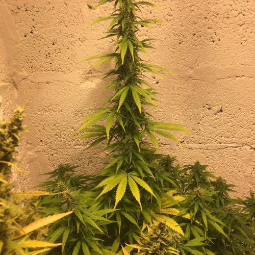 Northern lights . Week 6