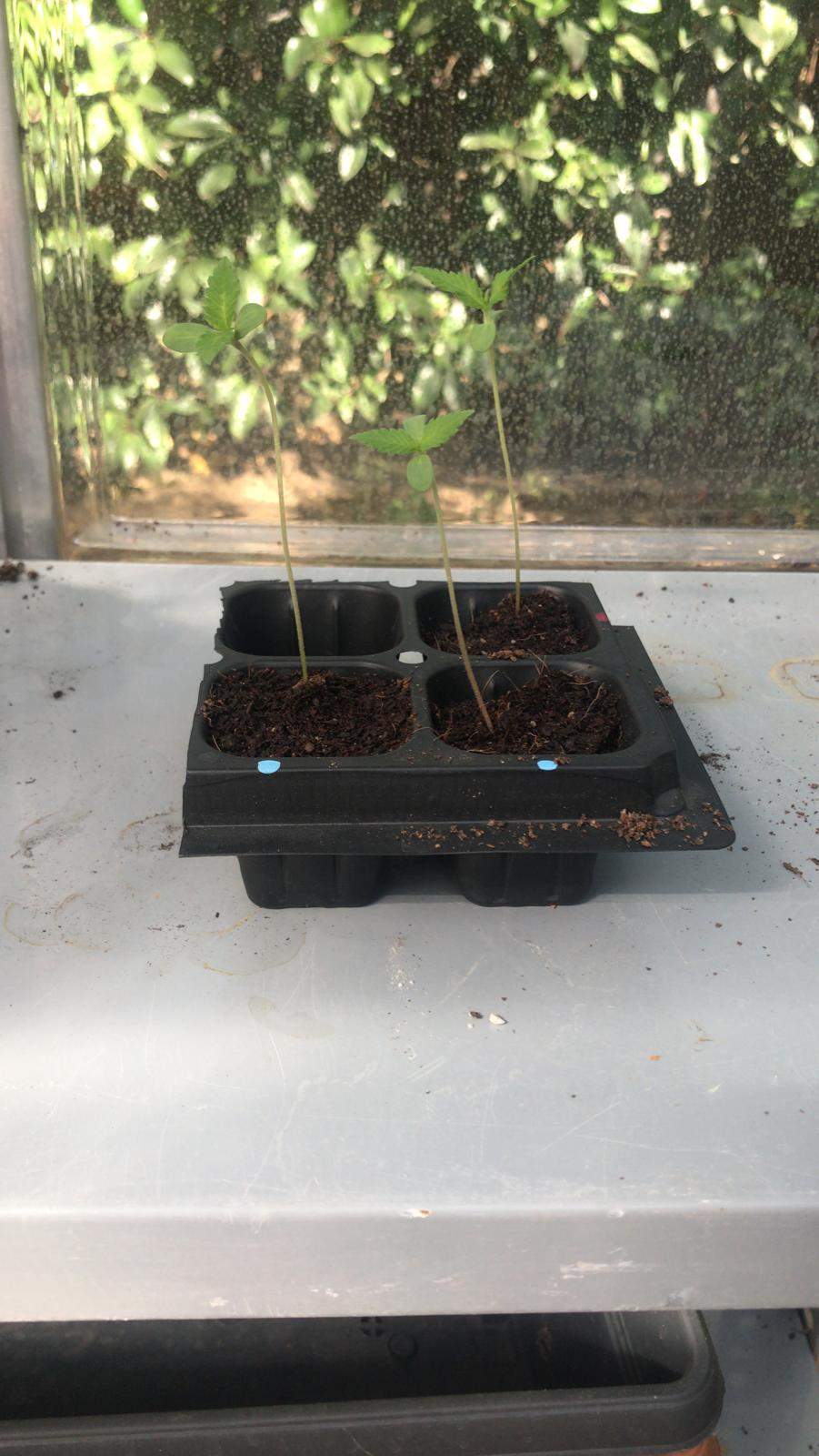 Strawberry Kush grow diary (journal) week2 by Jojoman GrowDiaries