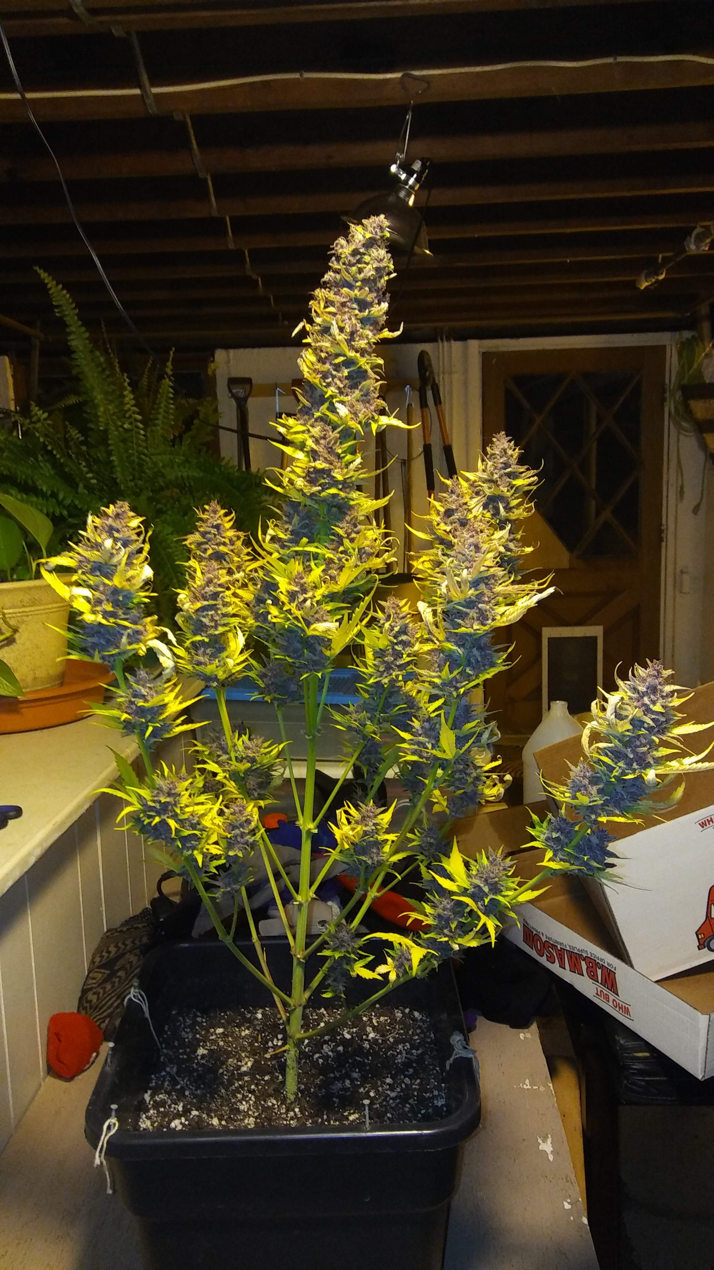 Blackberry Kush 2 grow diary (journal) harvest9 by Finsfan GrowDiaries