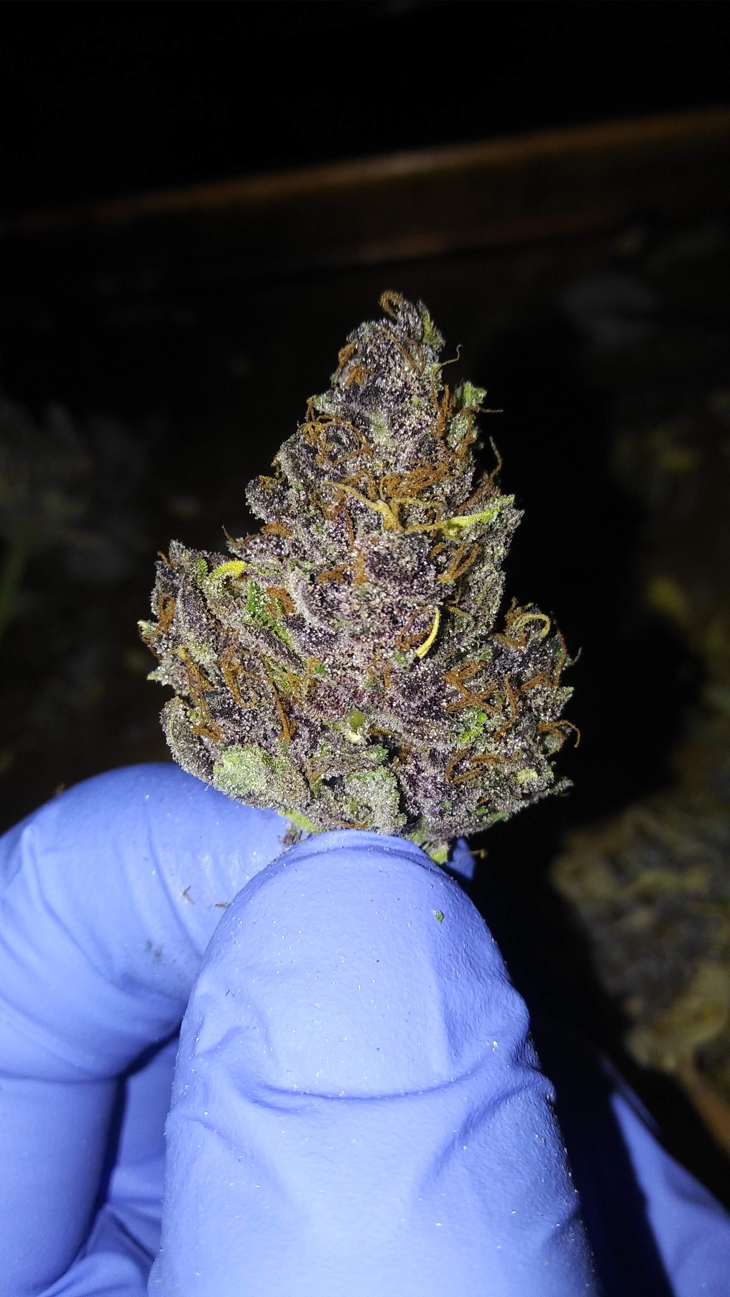 Blackberry Kush 2 grow diary (journal) harvest9 by Finsfan GrowDiaries