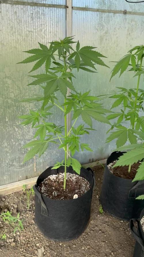 RQS *** WEDDING CAKE auto *** Greenhouse