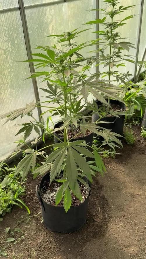 RQS *** WEDDING CAKE auto *** Greenhouse