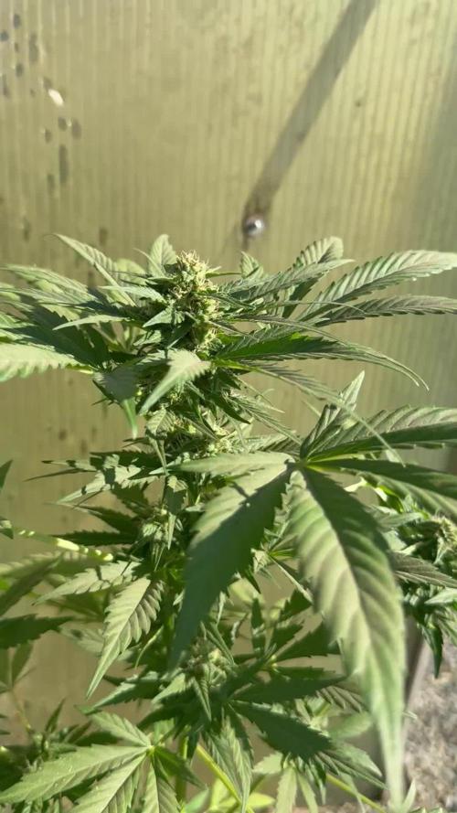 RQS *** WEDDING CAKE auto *** Greenhouse