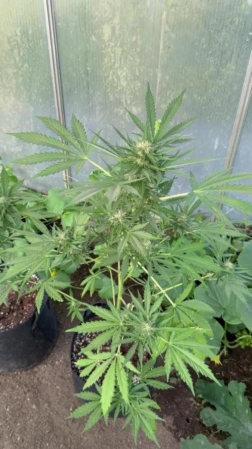 RQS *** WEDDING CAKE auto *** Greenhouse