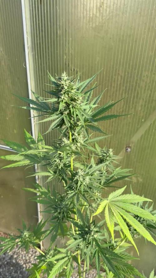 RQS *** WEDDING CAKE auto *** Greenhouse