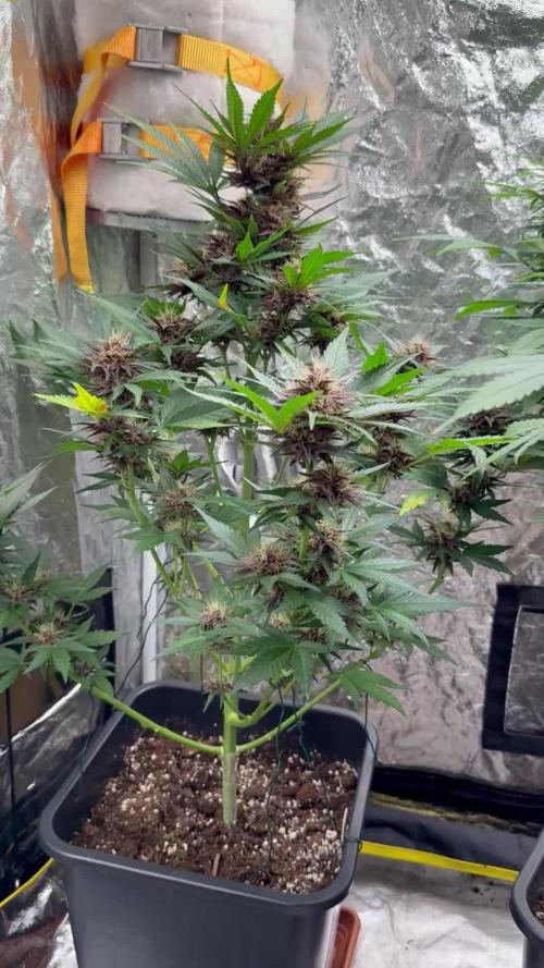 RQS *** Special Queen 1 Auto