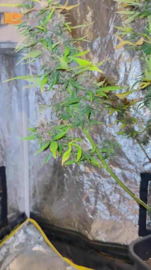 RQS *** Special Queen 1 Auto