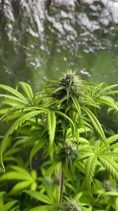 RQS *** NYC Sour D Auto xxx Royal Cookies Auto xxx Royal Haze Auto *** 