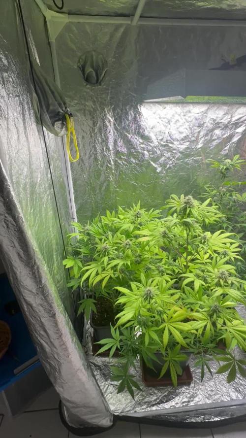 RQS *** NYC Sour D Auto xxx Royal Cookies Auto xxx Royal Haze Auto *** 