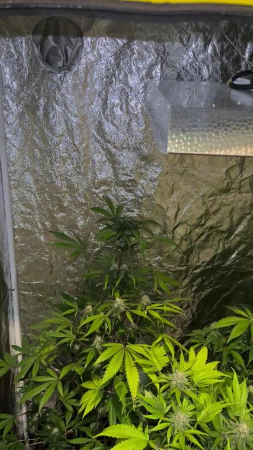 RQS *** NYC Sour D Auto xxx Royal Cookies Auto xxx Royal Haze Auto *** 