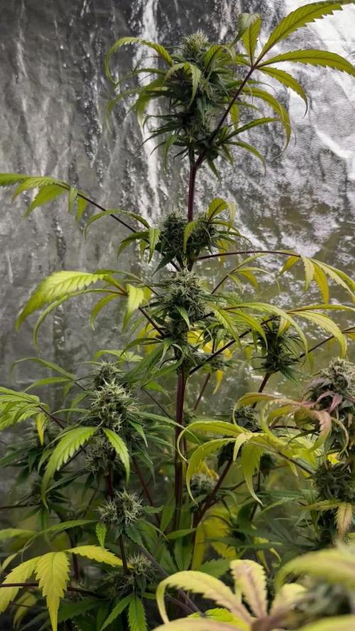 RQS *** NYC Sour D Auto xxx Royal Cookies Auto xxx Royal Haze Auto *** 