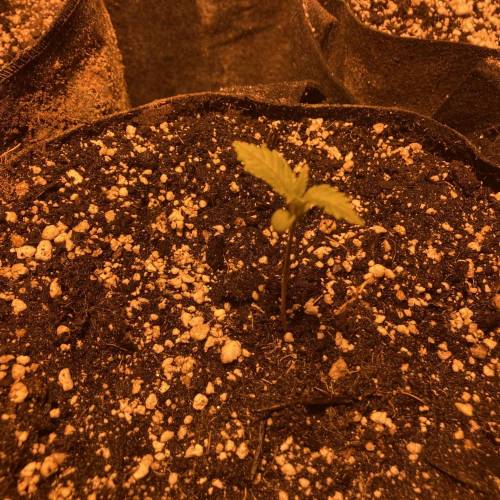 Purple bubble widow. Week 1