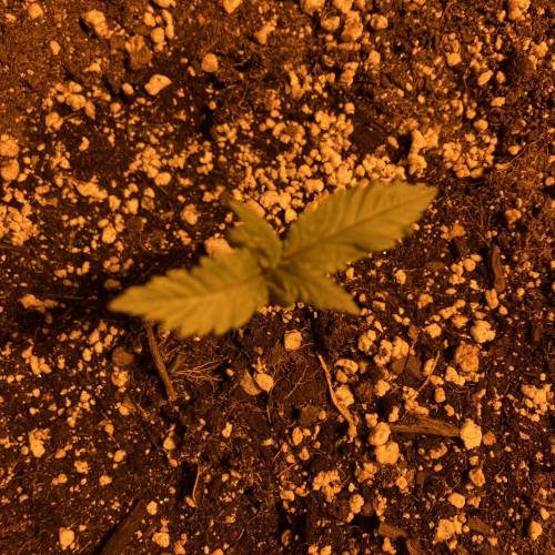 Purple bubble widow. Week 1