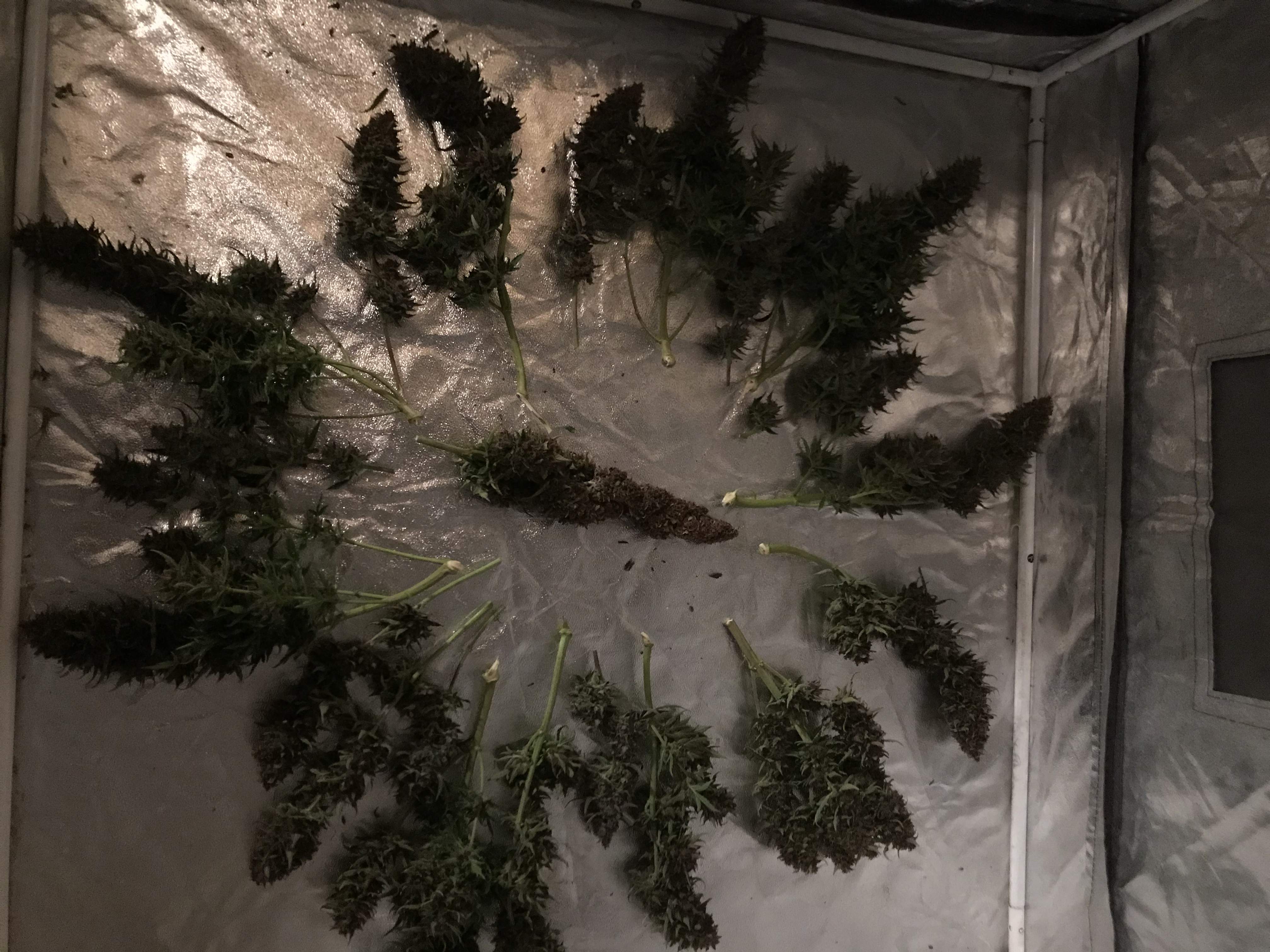 Super Sativa Seed Club Auto Creeper grow diary (journal) harvest12 by