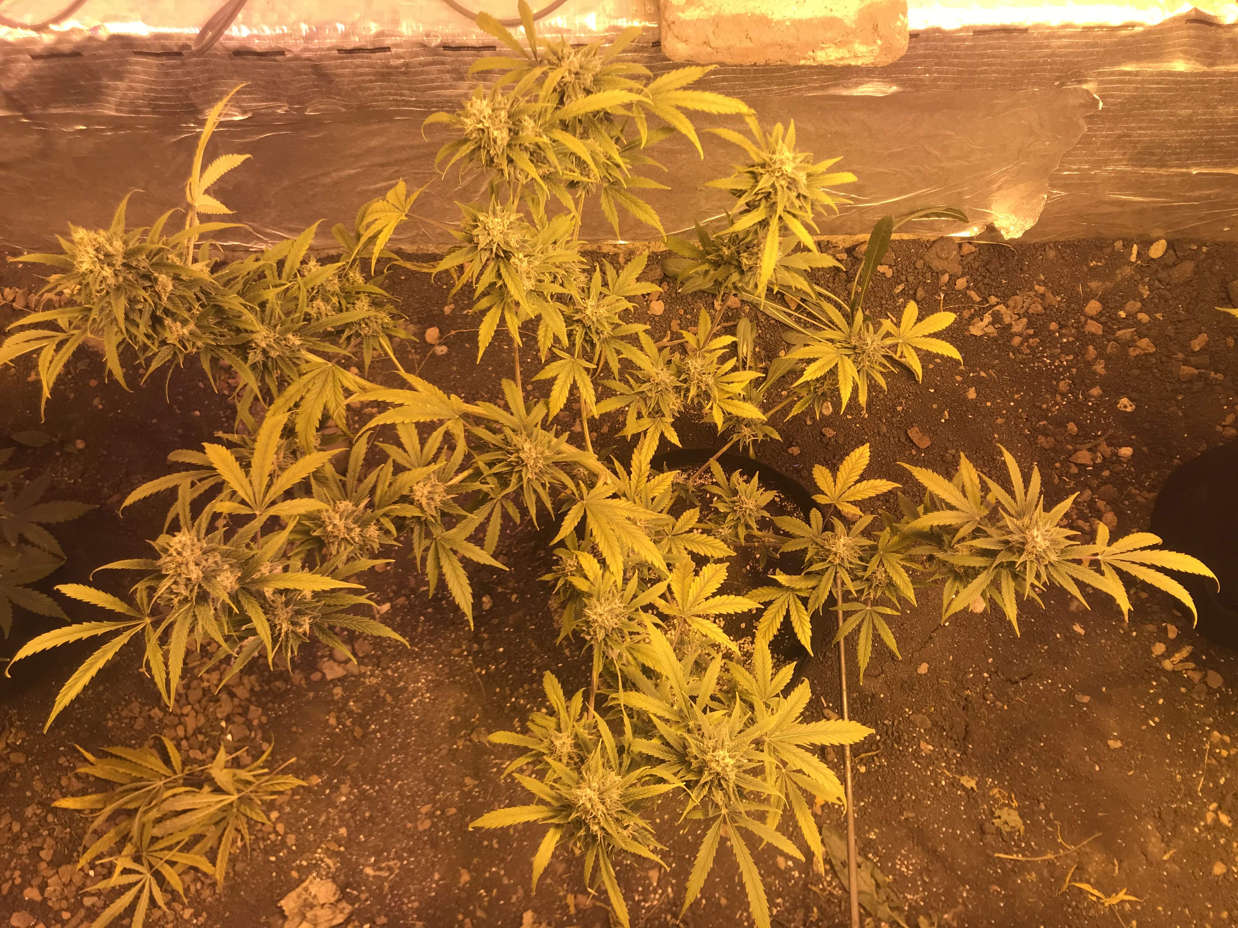 Dutch Passion Auto Banana Blaze grow diary (journal) week9 by Pomona