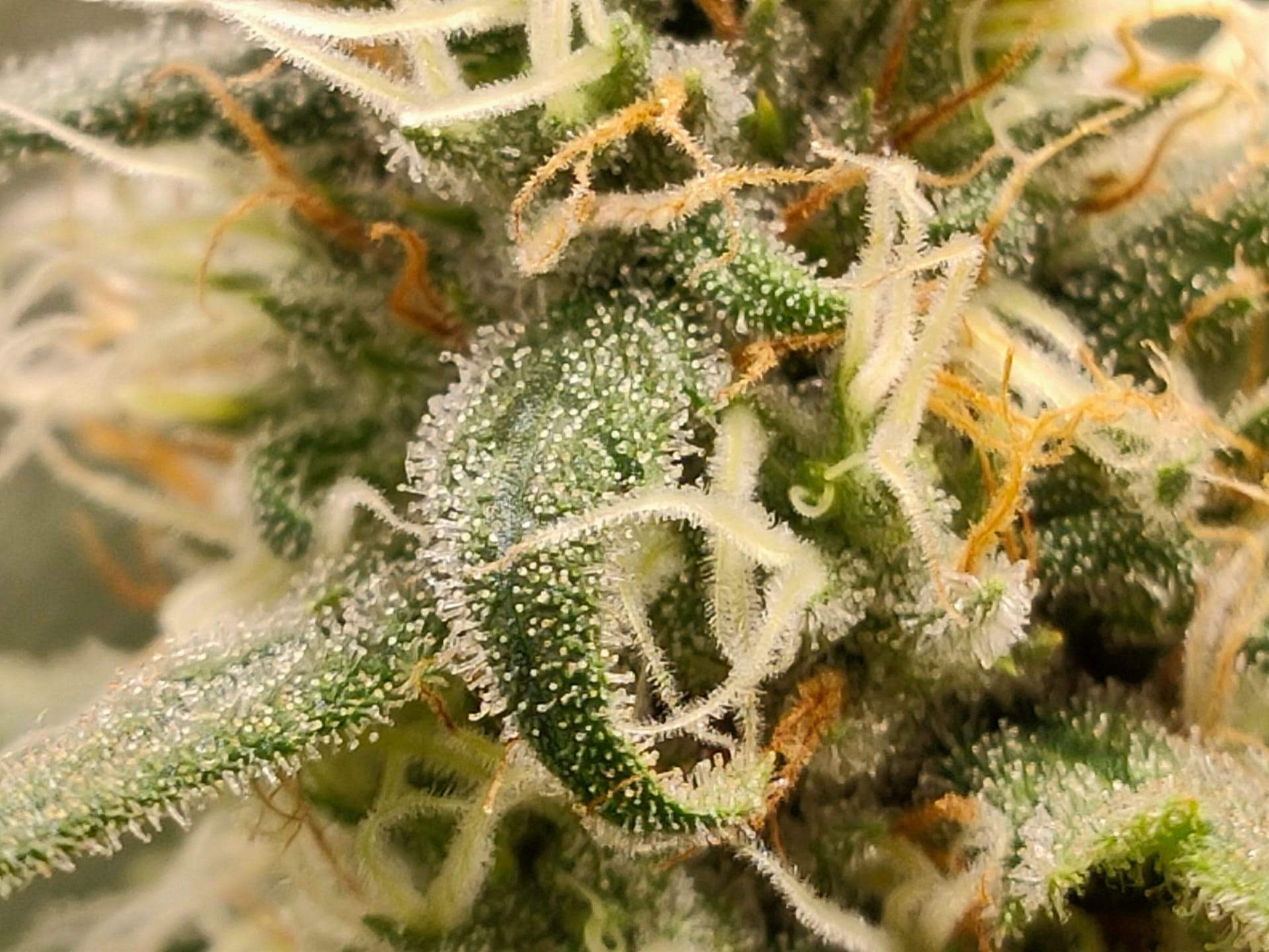 Green House Seed Co. Banana Krumble grow diary (journal) week12 by