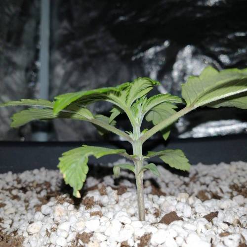 Red Poison Auto #1 (SweetSeeds) . Week 2 - Day 12