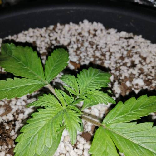 Red Poison Auto #1 (SweetSeeds) . Week 2 - Day 12
