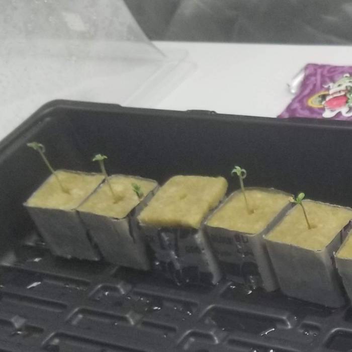 Ripper Seeds. Week 1