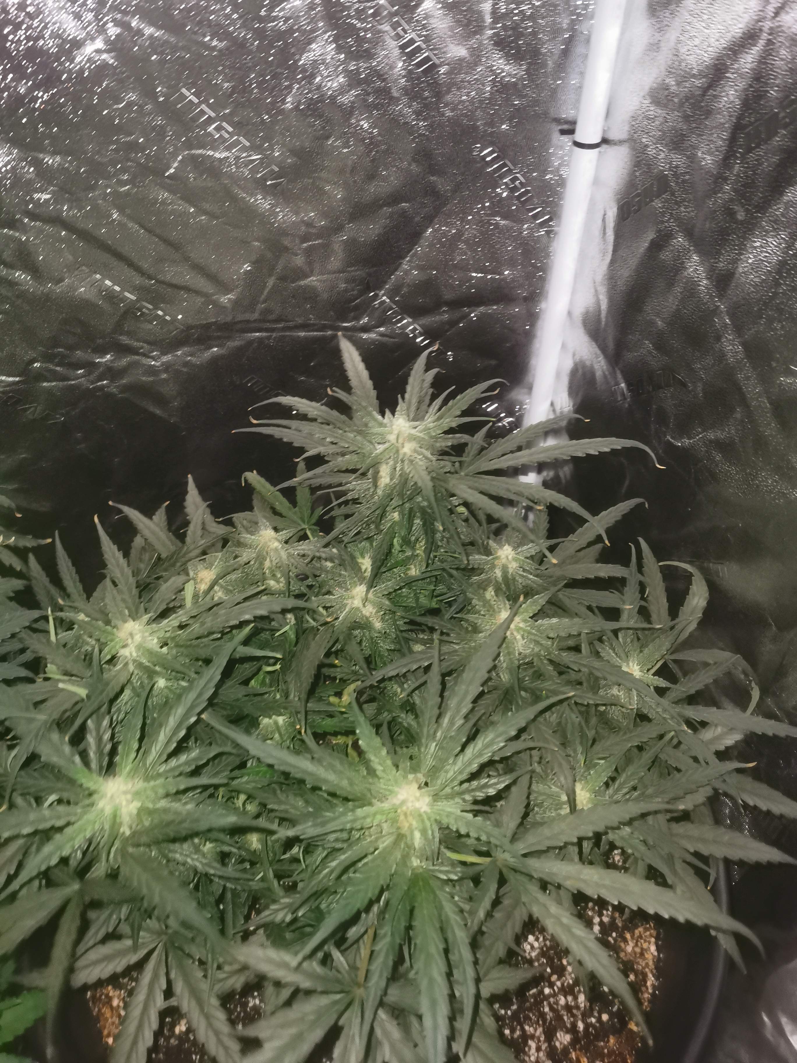 Sweet Seeds Jack 47 XL Auto® grow diary (journal) week8 by Scrad97