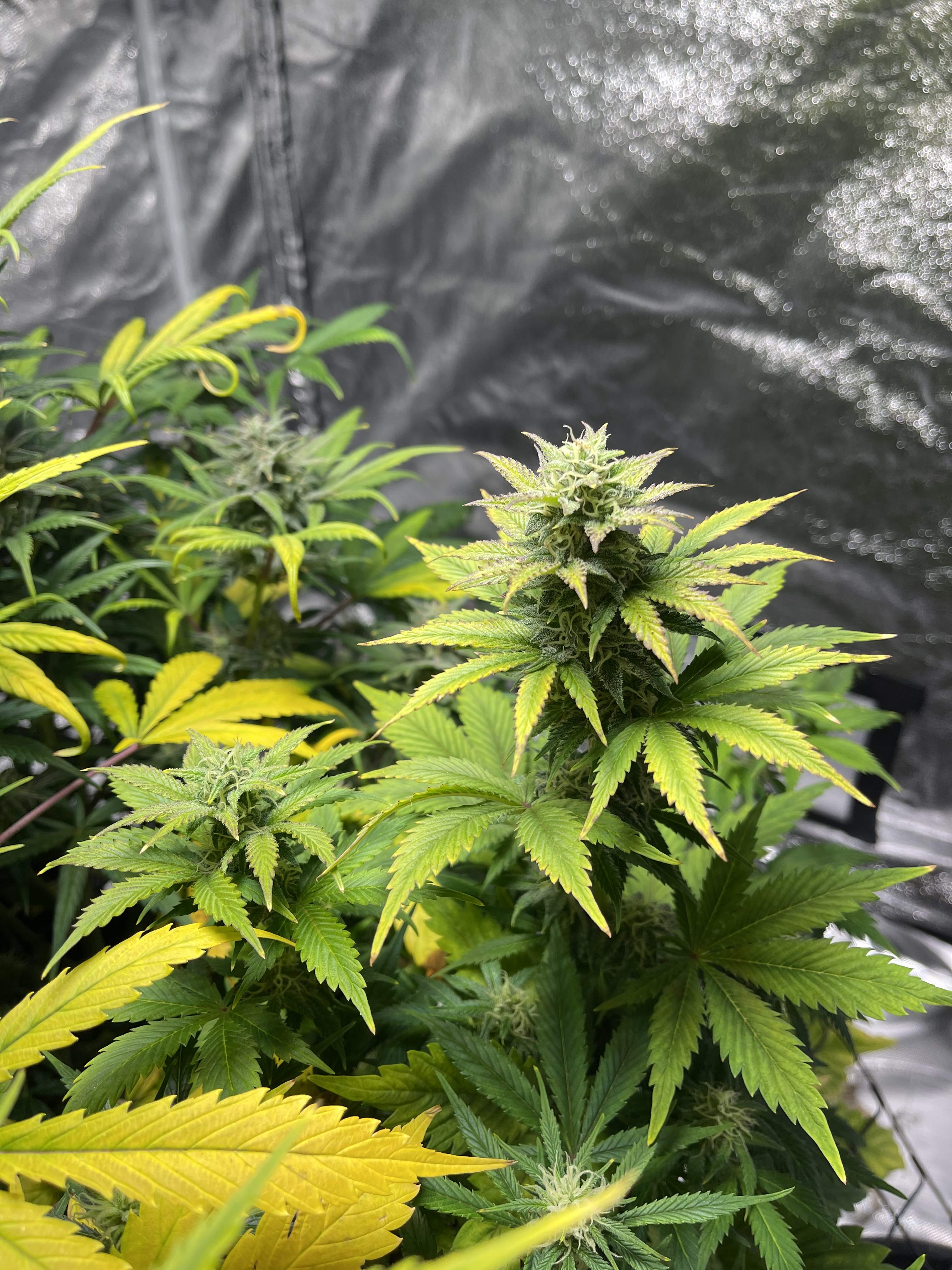 Barney's Farm Blueberry Cheese Auto, Growers Choice Frosty gelato