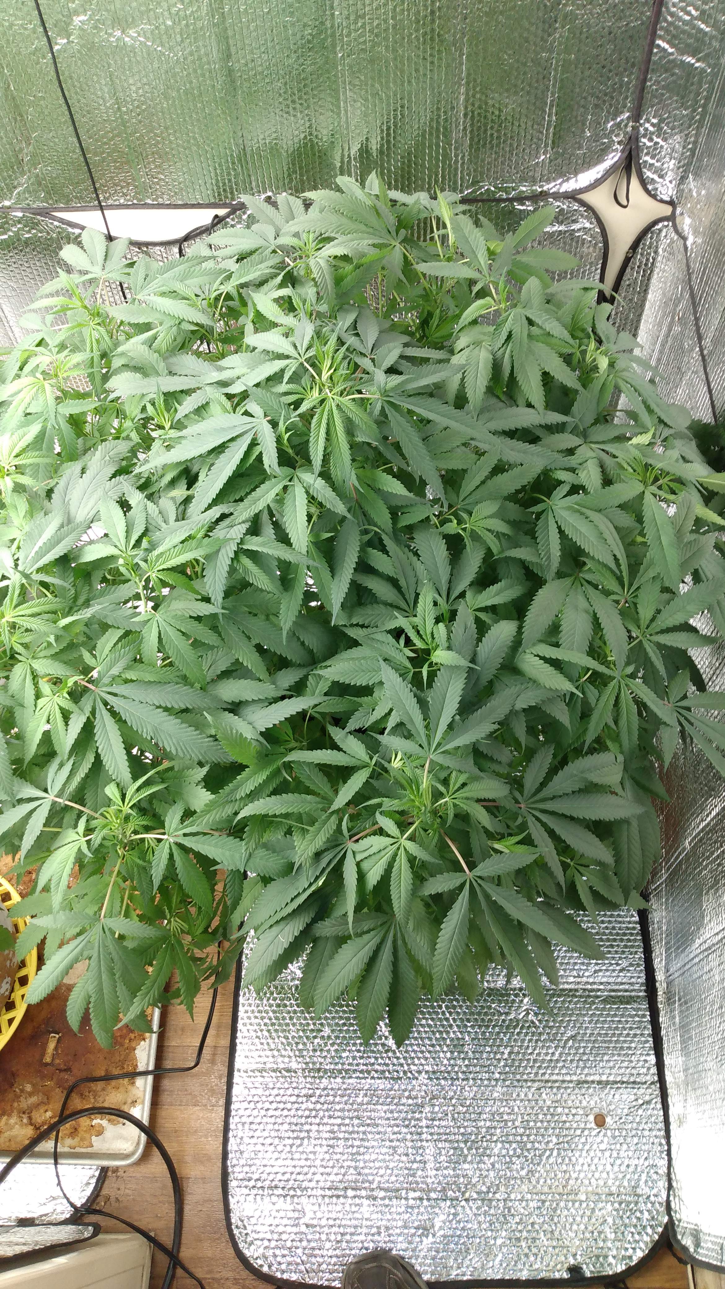 Seedsman Blueberry grow diary (journal) week17 by Acedily GrowDiaries