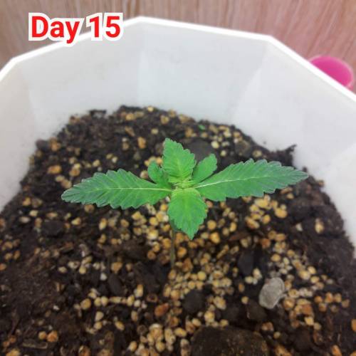 Sweet Seeds Devil Cream Auto® grow diary (journal) week3 by Mason