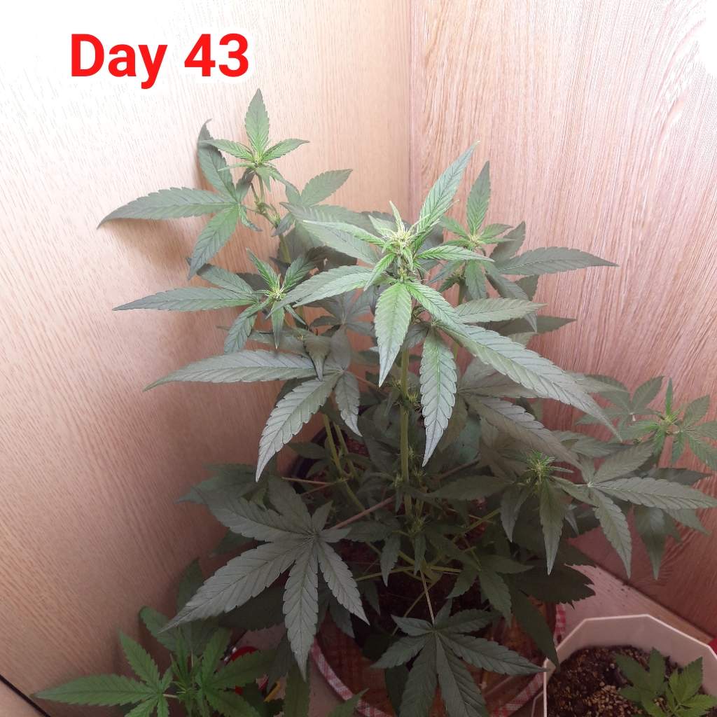 Sweet Seeds Red Poison Auto® grow diary (journal) 2 week7 by Mason