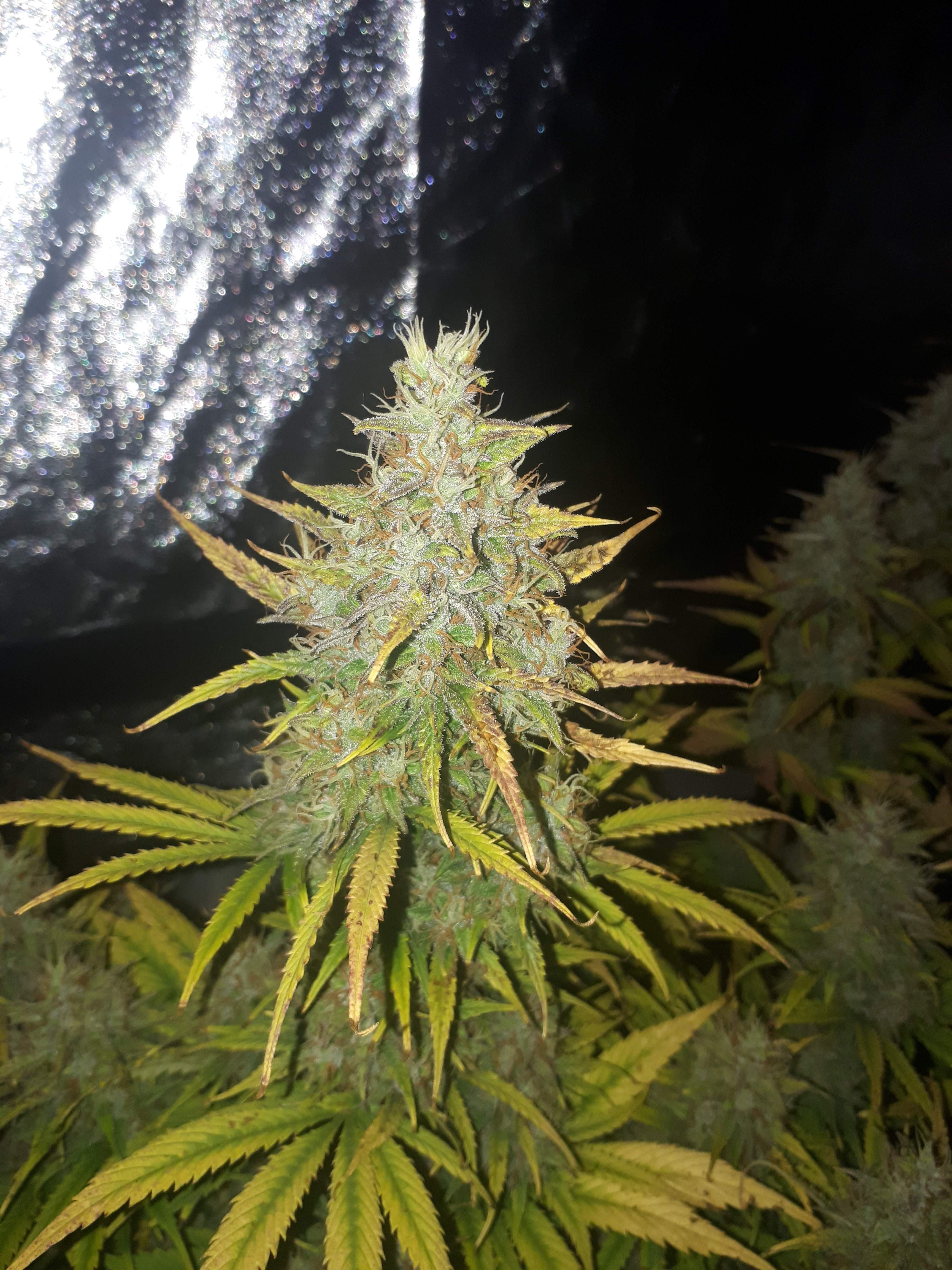 Dutch Passion Auto Banana Blaze, Dutch Passion Auto Blackberry Kush