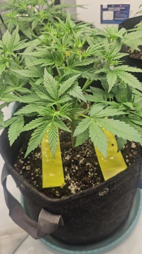 Plant 9