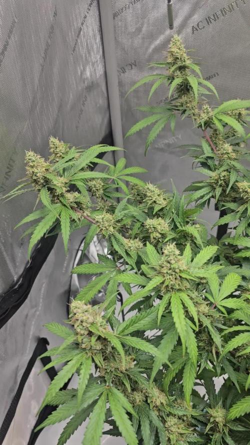 plant 3